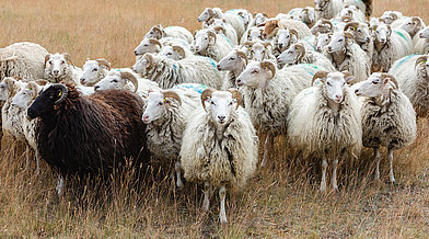 Eine Schafsherde auf dem Tempelhofer Feld