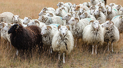 Eine Schafsherde auf dem Tempelhofer Feld