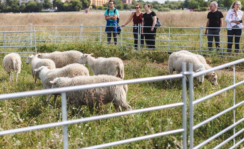 Menschen stehen am Weidezaun einer Schafsherde.