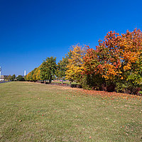 Herbstlich eingefärbte Bäume auf dem Tempelhofer Feld