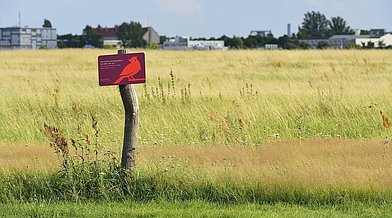 Ein himbeerrotes Schild zeigt die Schutzzone der bedrohten Feldlerche auf dem Tempelhofer Feld an