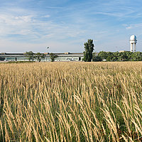 Sommerliches Gräsermeer auf dem Tempelhofer Feld